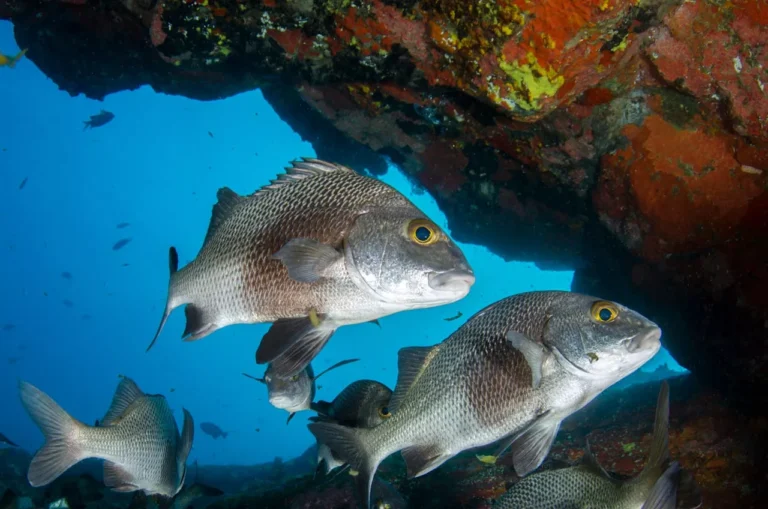 Publix Backs Healthy Oceans With Sustainable Fisheries Partnership
